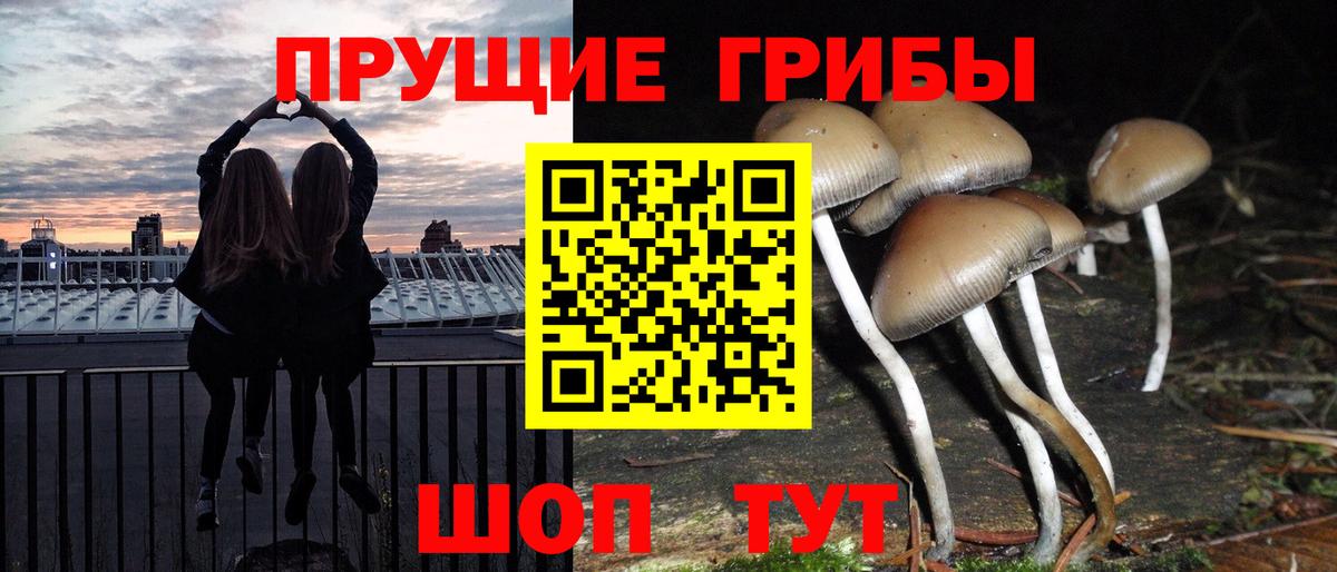 Псилоцибиновые грибы Cubensis Протвино