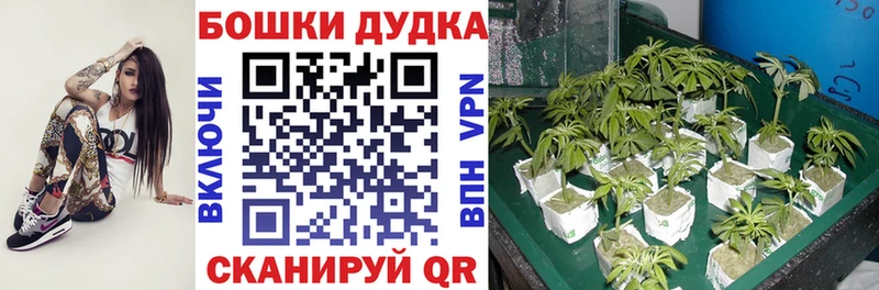 Каннабис конопля  Протвино 
